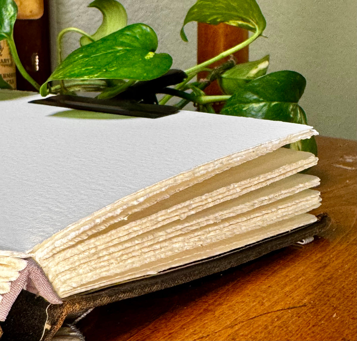 'The Life of the White Ant' Watercolor Journal